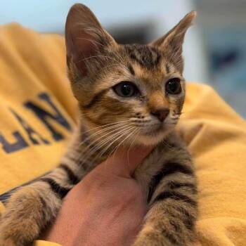 Paul Baker Parker -  Domestic Short Hair Cat for Adoption in New York, New York - Paul Baker Parker | PetCurious