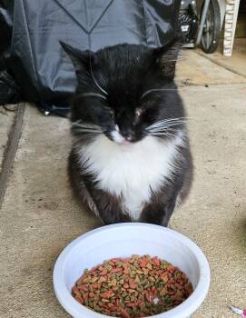 Rescue Domestic Short Hair and Domestic Medium Hair Cats for Adoption in Seven Valleys, Pennsylvania - Oscar & Sassy | PetCurious