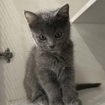 Gary -  Domestic Short Hair Cat for Adoption in Oak Park, Illinois - Gary | PetCurious