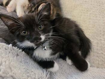 Domestic Short Hair Cats Available for Adoption in Plymouth, Michigan - Bride Of Frankenstein | PetCurious