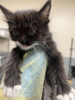 BEAN -  Domestic Medium Hair Cat for Adoption in Las Vegas, Nevada - BEAN | PetCurious