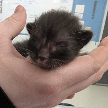 Domestic Short Hair Cats Available for Adoption in Indianapolis, Indiana - Peter | PetCurious