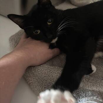 Duchess 2 -  Domestic Short Hair Cat for Adoption in Bulverde, Texas - Duchess 2 | PetCurious