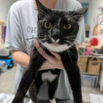 Rescue Domestic Short Hair Cats for Adoption in Fredericksburg, Virginia - Venus Flytrap | PetCurious