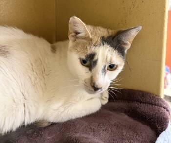 Francine -  Domestic Short Hair Cat for Adoption in Dayton, Minnesota - Francine | PetCurious