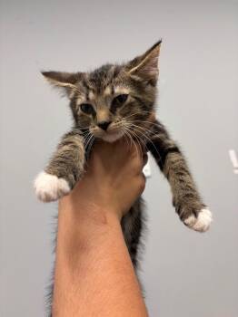 Kale -  Domestic Short Hair Cat for Adoption in Bloomington, Indiana - Kale | PetCurious