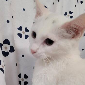 Snowy -  Domestic Short Hair Cat for Adoption in Coos Bay, Oregon - Snowy | PetCurious