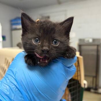 Domestic Short Hair Cats Available for Adoption in Summerville, South Carolina - Ninja | PetCurious