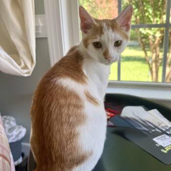 Telluride -  Domestic Short Hair Cat for Adoption in Richmond, Virginia - Telluride | PetCurious