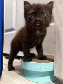 Domestic Medium Hair Cats Available for Adoption in Saint Charles, Missouri - Salem | PetCurious