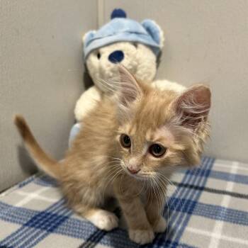 Carrot -  Domestic Short Hair Cat for Adoption in Tampa, Florida - Carrot | PetCurious