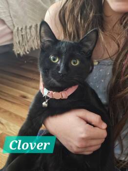 Rescue Domestic Medium Hair Cats for Adoption in Yuma, Arizona - Clover | PetCurious