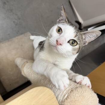 Domestic Short Hair Cats Available for Adoption in Chandler, Arizona - Wanda | PetCurious