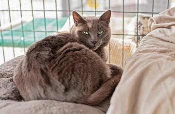 Ash -  Domestic Short Hair Cat for Adoption in Landenberg, Pennsylvania - Ash | PetCurious