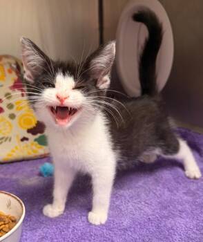 Whimsy -  Domestic Short Hair Cat for Adoption in Defiance, Ohio - Whimsy | PetCurious