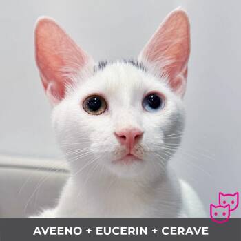 Aveeno (b/w Eucerin & CeraVe) -  Domestic Short Hair Cat for Adoption in Toronto, Ontario - Aveeno (b/w Eucerin & CeraVe) | PetCurious