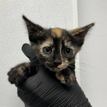 Beta -  Domestic Short Hair Cat for Adoption in Abilene, Texas - Beta | PetCurious