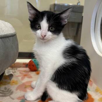 Domestic Short Hair Cats Available for Adoption in Beaumont, Texas - LadyBug | PetCurious
