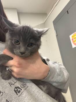 Domestic Short Hair Cats Available for Adoption in Jackson, Michigan - Scuttle | PetCurious
