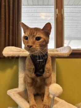 Rescue Domestic Short Hair Cats for Adoption in Morton Grove, Illinois - Red | PetCurious