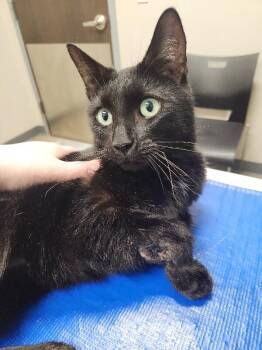 Domestic Short Hair Cats Available for Adoption - Rutherford | PetCurious