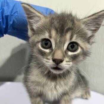 Aria -  Domestic Short Hair Cat for Adoption in Clearwater, Florida - Aria | PetCurious