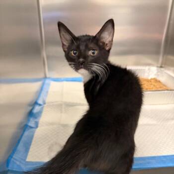 Sorcerers Stone -  Domestic Short Hair Cat for Adoption in Greensboro, North Carolina - Sorcerers Stone | PetCurious