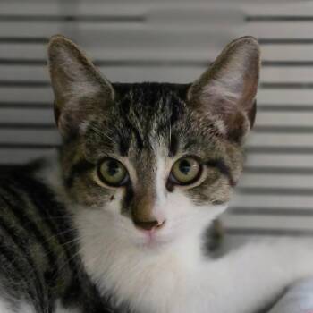 Briggs -  Domestic Short Hair Cat for Adoption in Muncie, Indiana - Briggs | PetCurious