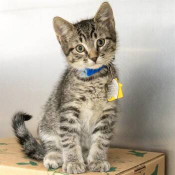 OAK -  Domestic Short Hair Cat for Adoption in St. Louis, Missouri - OAK | PetCurious