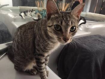 Mia -  Tabby Cat for Adoption in Hamilton, Ontario - Mia | PetCurious