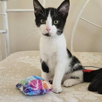 Troy -  Domestic Short Hair Cat for Adoption in Traverse City, Michigan - Troy | PetCurious