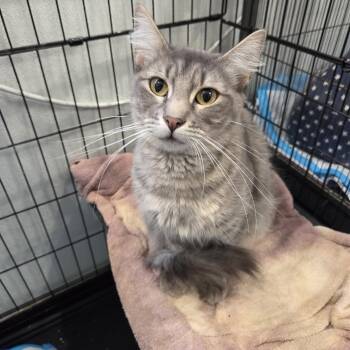 Rescue Domestic Medium Hair Cats for Adoption in Columbia, Missouri - Grace | PetCurious