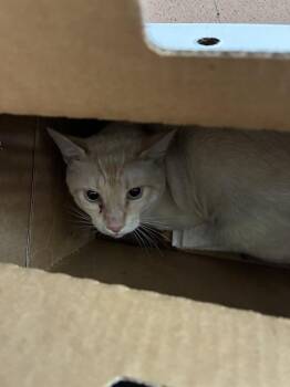 NESTER -  Domestic Short Hair Cat for Adoption in San Jose, California - NESTER | PetCurious