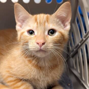Marmalade -  Tabby and Domestic Short Hair Cat for Adoption in Smithfield, North Carolina - Marmalade | PetCurious