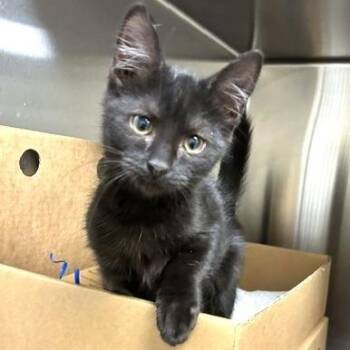 Miso -  Domestic Short Hair Cat for Adoption - Miso | PetCurious