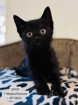 Rescue Domestic Short Hair Cats for Adoption - Spidy | PetCurious