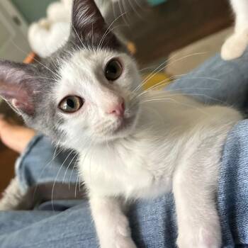 Snuggles 2 -  Domestic Short Hair Cat for Adoption in Bulverde, Texas - Snuggles 2 | PetCurious