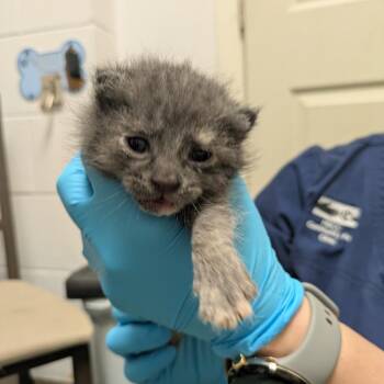 Willow -  Domestic Short Hair Cat for Adoption in South Burlington, Vermont - Willow | PetCurious