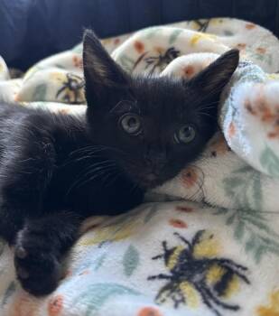 Moe -  Domestic Short Hair Cat for Adoption in Hudson, New Hampshire - Moe | PetCurious