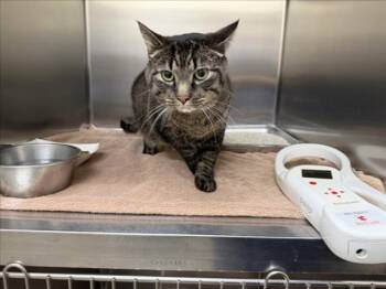 MILO -  Domestic Short Hair Cat for Adoption in Santa Fe, New Mexico - MILO | PetCurious