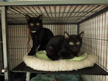 Domestic Short Hair Cats Available for Adoption in Rootstown, Ohio - Rosie | PetCurious