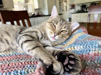 Flaco -  Domestic Short Hair Cat for Adoption in New Berlin, Wisconsin - Flaco | PetCurious