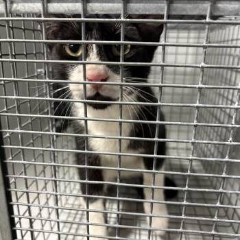 Domestic Short Hair Cats Available for Adoption in Leander, Texas - Mark | PetCurious