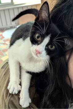 Rescue Tuxedo Cats for Adoption in Boston, Massachusetts - Oreo | PetCurious