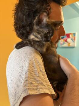 Domestic Short Hair Cats Available for Adoption - Dolores | PetCurious