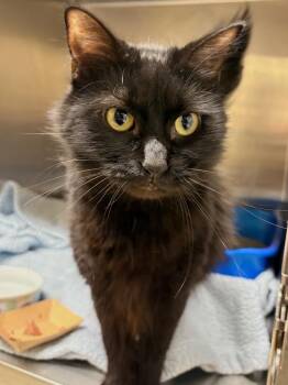 Domestic Long Hair Cats Available for Adoption in Fall River, Massachusetts - Truffle | PetCurious