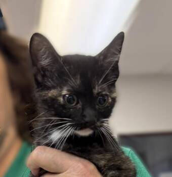 Tifa -  Domestic Short Hair Cat for Adoption in Slidell, Louisiana - Tifa | PetCurious