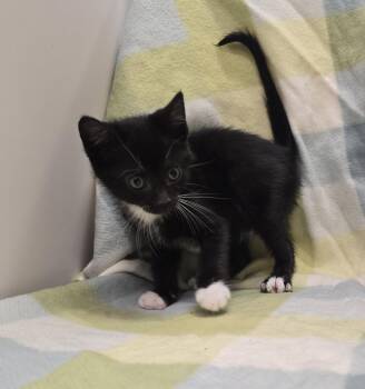 Domestic Short Hair Cats Available for Adoption in Dickson, Tennessee - Poe | PetCurious