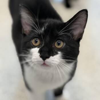 Moscow -  Domestic Short Hair Cat for Adoption in Cooperstown, New York - Moscow | PetCurious