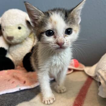Princess Donut -  Domestic Short Hair Cat for Adoption in Kanab, Utah - Princess Donut | PetCurious